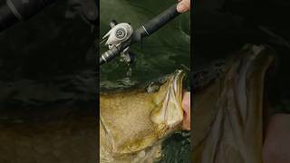 VoltiQ Low Profile Reels | Advanced electronic braking system built for total casting control