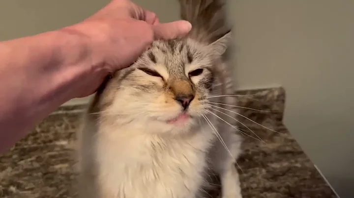 Watch the video about Fluffy