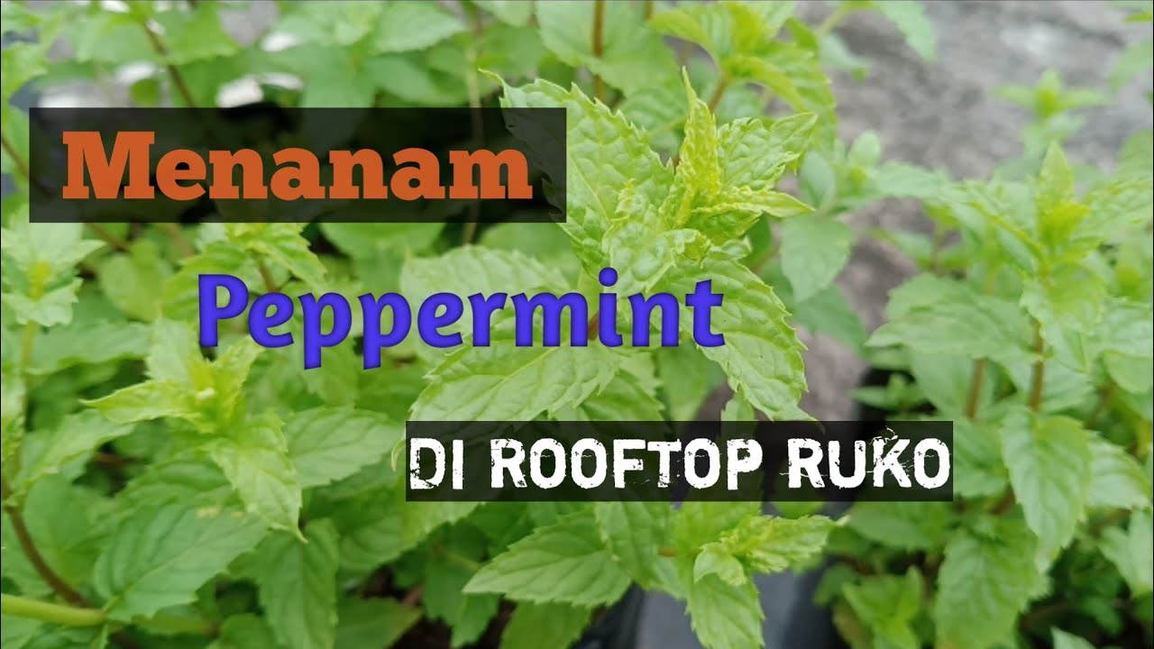  Menanam  Peppermint di  pot  kebun atap YouTube