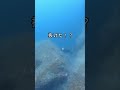 【魚突き】首折れサバならぬ首折れスジアラを素手でキャッチ Spearfishing #Shorts