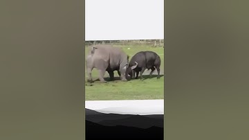 trâu rừng đối đầu với tê giác