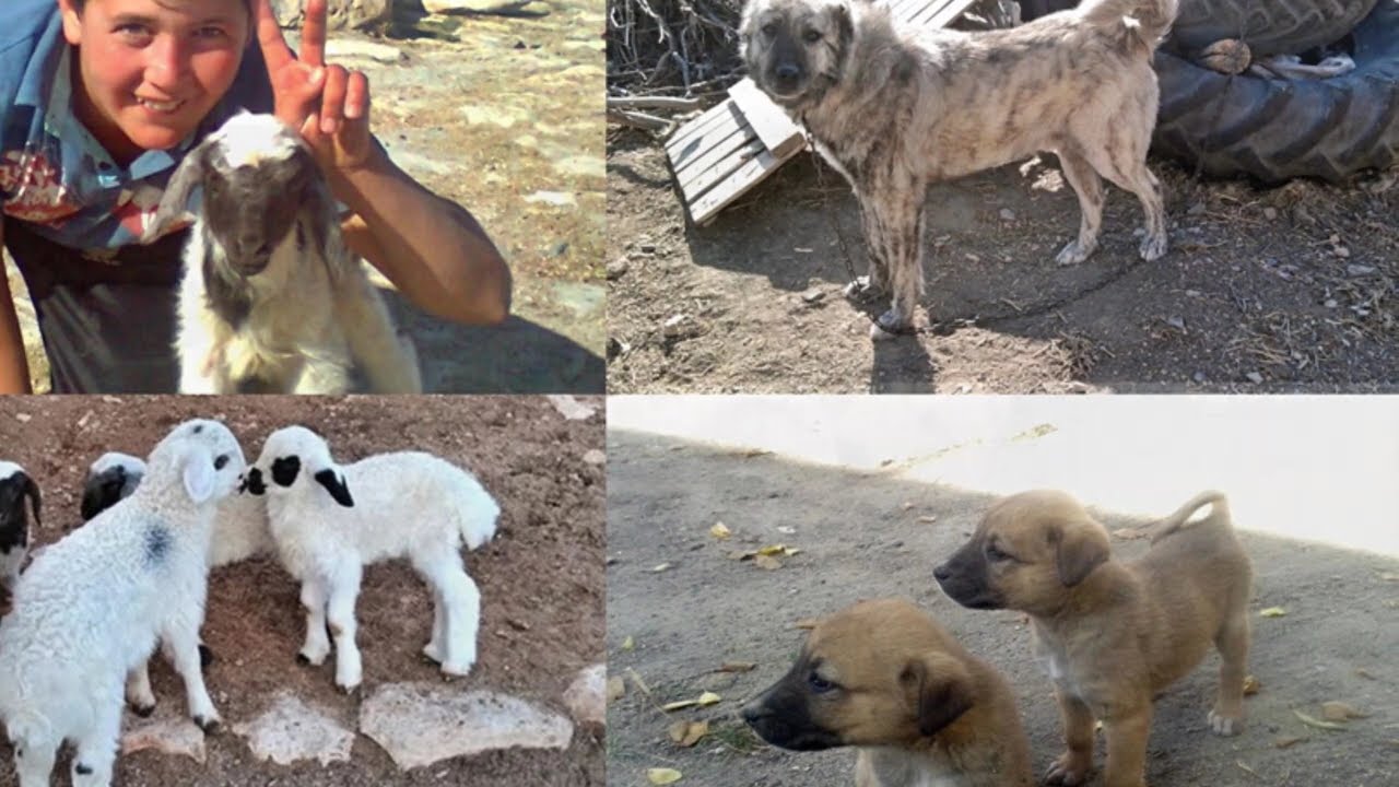 Dokuzyol ORZALA Köyü 20 Bölüm Ayrancı Gözellemeleri Karaman Yapım Resul Civcik 2018