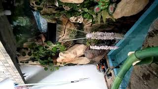 Kolam ikan hias relief