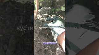 будни питомника в телеге https://t.me/kystiki_travinki #пересадка #гортензии #цветы