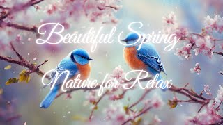 Perfect music mix for relax and meditation. Beautiful Birdsong and Nature's Beauty