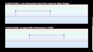 Motion of the bristle-crawler: experiments and numerical simulations