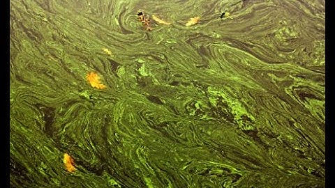 Cyanobacteria: What You Need To Know