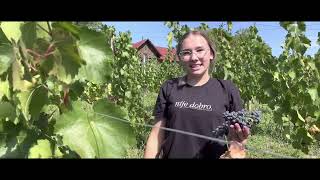 Berba Grožđa U Trnavi 2022. - Srednja Strukovna Škola Antuna Horvata U Đakovu