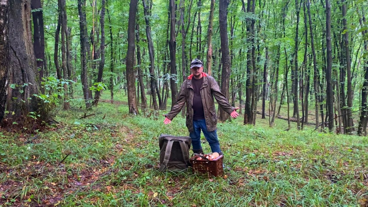 Гігантські Білі Гриби продовжують рости Великими Сім'ями..Декілька місць! Кошика 20літр НАБРАВ