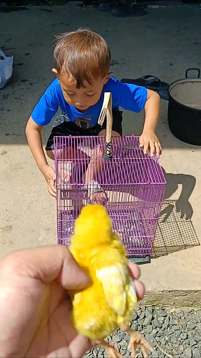 KACIAAN BANGEET🐓🐓 😭😭🐓🐓‼️🥰🥰🐓🐓