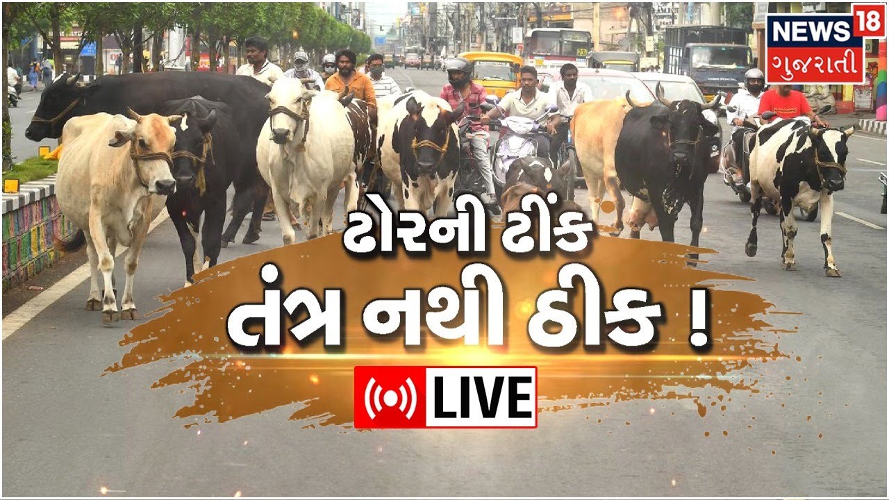Stray Cattle LIVE Terror Of Stray Cattle AMC stray-cattle-live-terror-of-stray-cattle-amc