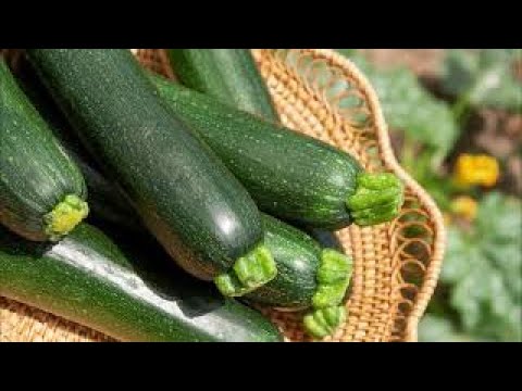 Видео: Zucchini загасны түрс хийх жор