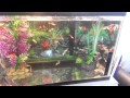 Guppy world