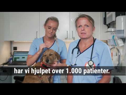 Video: Har Geriatriske Kæledyr Brug For Særlig Mad - Fodring Af Kæledyr Med Senior Alder