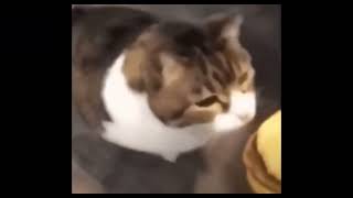 [Inversion] cheeseburger has can you kitty here?