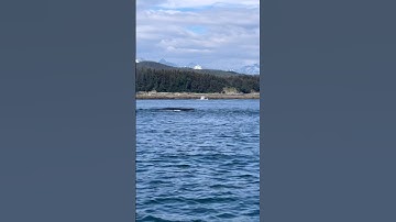 Whale ASMR #alaska #whale #seadoo #shorts