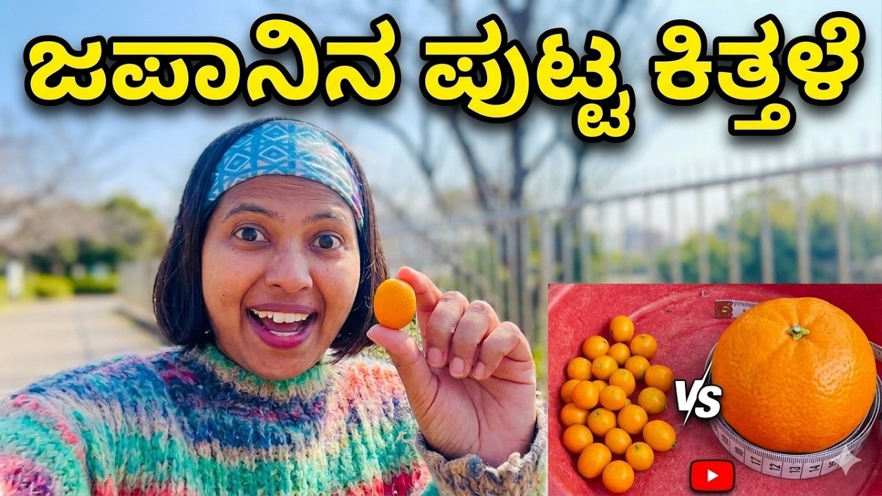 ಜಪಾನಿನ ಪುಟ್ಟ ಕಿತ್ತಳೆ ಹಣ್ಣಿನ ಕಥೆ |  ಪ್ರಪಂಚದ ಅತಿ ಸಣ್ಣ ಕಿತ್ತಳೆ | Kinkan(Kumquat) #kannadavlogs