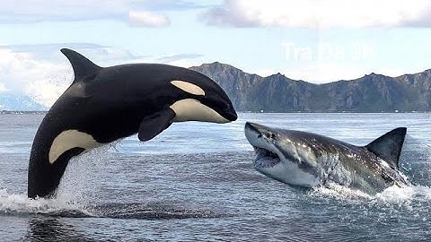 Cảnh Tượng Kinh Hoàng: Cá Mập Trắng Lớn Xé Xác Cá Voi Khổng Lồ! 🦈🔥