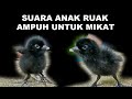 SUARA ANAK RUAK RUAK MEMANGGIL INDUKNYA | SUARA ANAK RUAK2 | SUARA PIKAT RUAK AMPUH