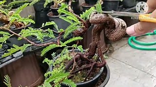 ทำบอนไซมะขามไซส์เล็กดัดบิดๆต้นที่3ครับ / mini temarind bonsai from seed