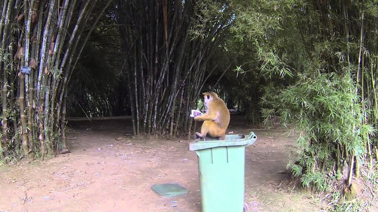 2013 09 05 Mulltonnentaucher Im Botanischen Garten Kandy Sri