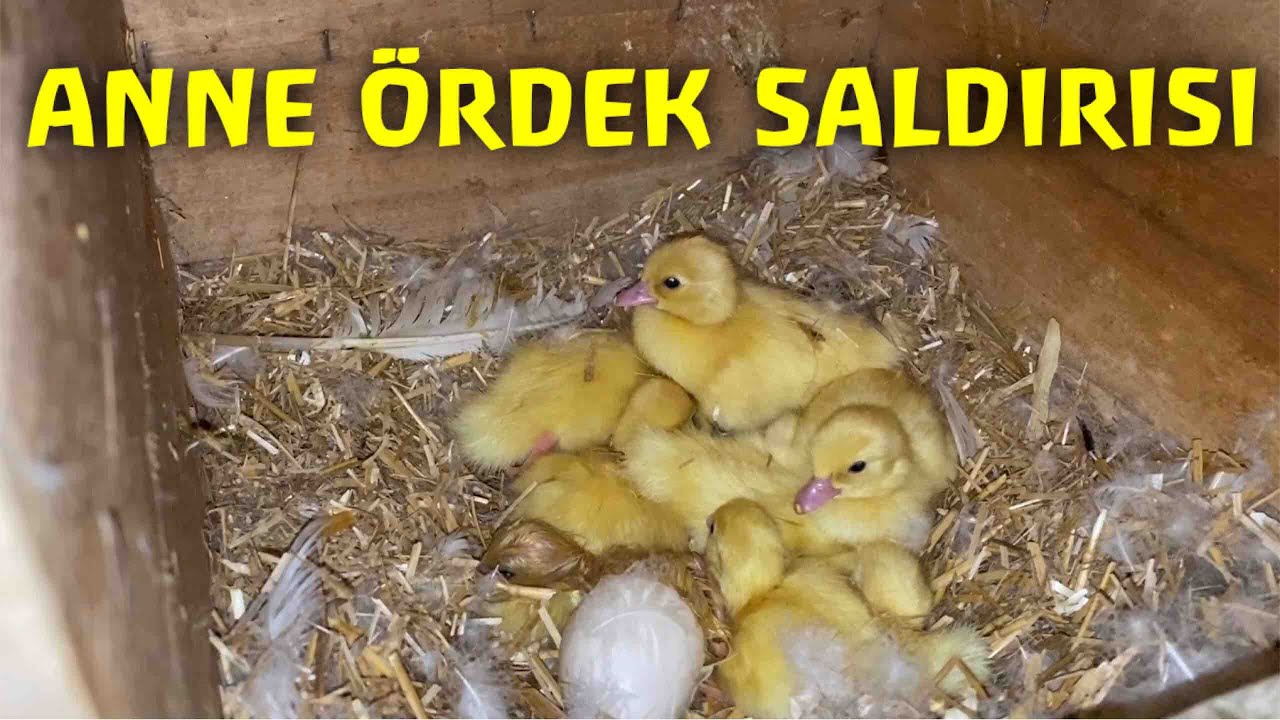 AMERİKAN ÖRDEĞİ SALDIRISI!(AMERİKAN ÖRDEĞİ YAVRULARINI NASIL KORUYOR?)#amerikanördeğisaldırısı#farm