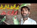 Pakistani parrot mithu/funny parrot/parrot Park/Luddan parrot/Luddan parrot Pakistan/Luddan Mandi Pa