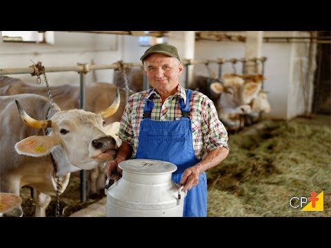 Vacas Meio Sangue para Produção de Leite