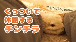 はしゃいだ後はくっついて休憩するチンチラが可愛すぎる！！Chinchilla to take a break