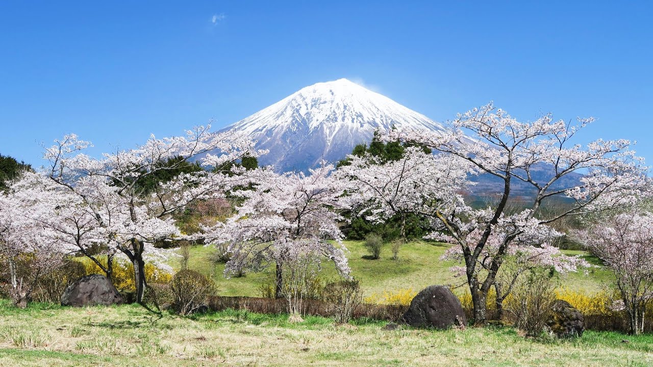 17 04 19 富士桜自然墓地公園 満開の桜と冨士 Youtube