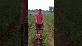 ଅଦା ଚାଷ efarmingodisha farming shots ginger farmingsolution agriculture