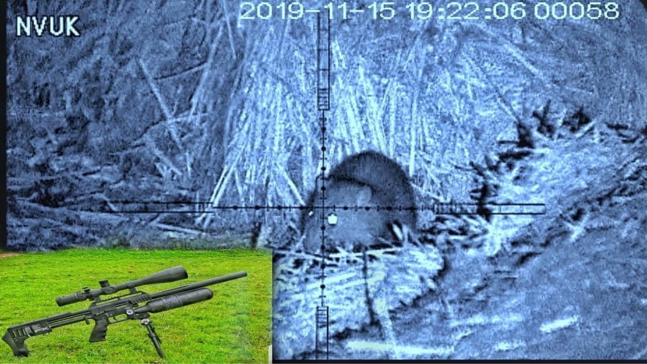 air rifle hunting rat massacre 2019 YouTube