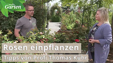 Wie Pflanze ich eine Rose richtig ein?