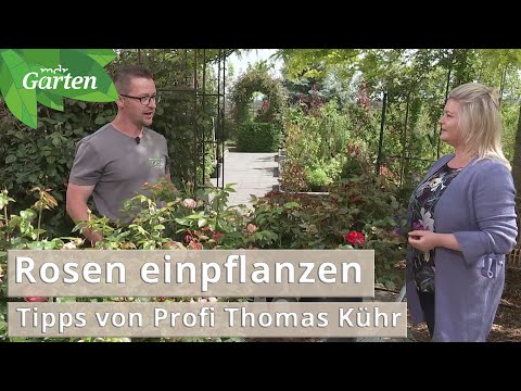 Video: Rosen: Pflanzen und Pflege im Freiland, Foto