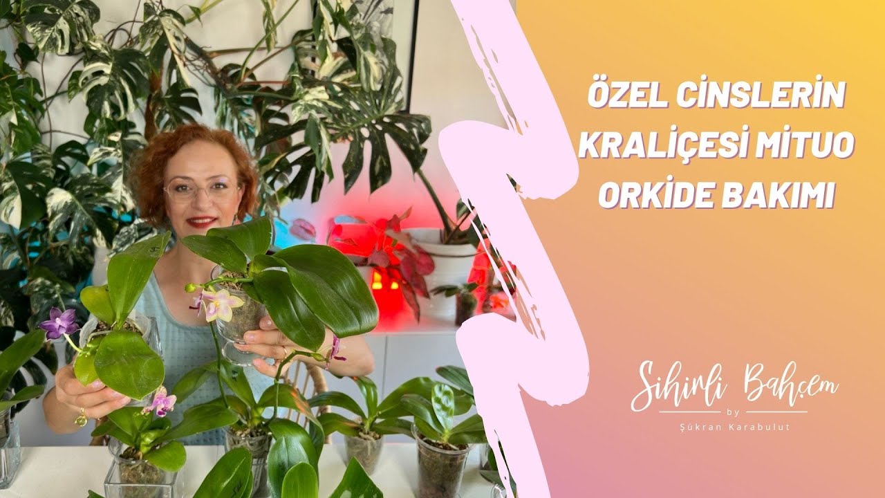 Özel Cinslerin Kraliçesi Mituo Orkide Bakımı