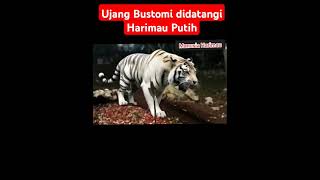 Ujang Bustomi Terbaru Harimau Putih