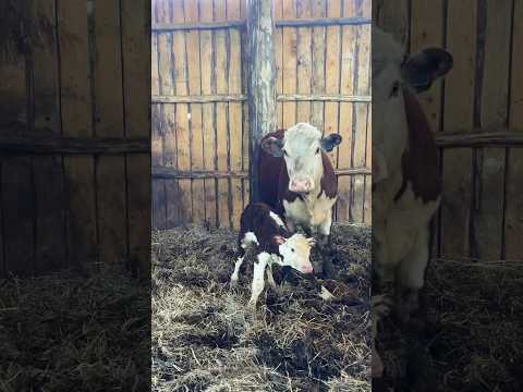 Шустрый бычок родился! #герефорд #корова #cow #отел #бычок #животноводство #ферма #кфх #молоко #роды