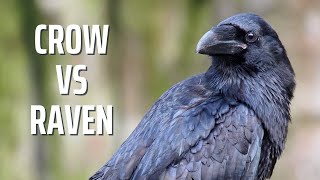 Ravens Vs Crows 15 Key Differences Between These Black Birds
