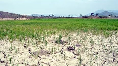 THDT - Chuyển đổi cơ cấu cây trồng, mùa vụ thích ứng với hạn, mặn