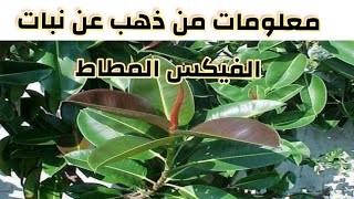 معلومات هامة جدا عن نبات الفيكس المطاط  (الكاوتشوك) Ficus elastica