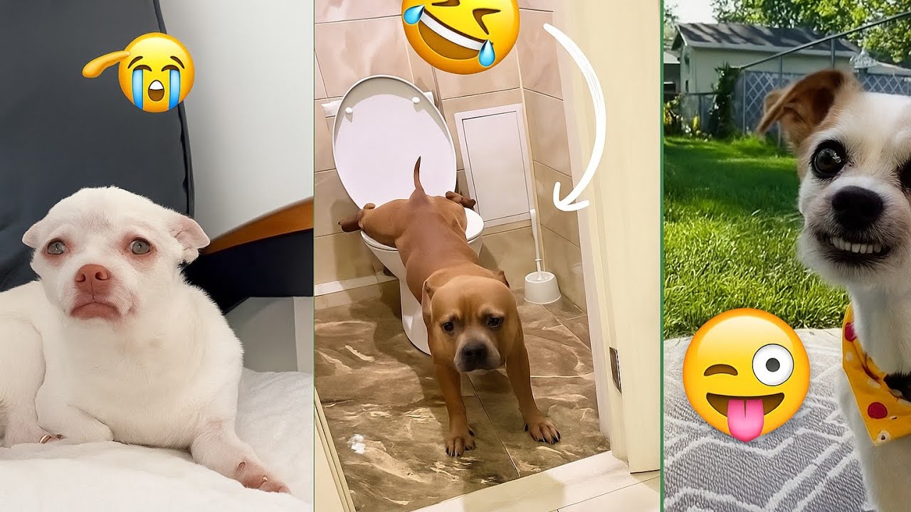 Dogs Doing Dumb Things 😂🐶 | Funny Dog Moments Compilation