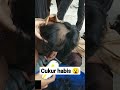 razia rambut siswa #shortvideo #anaksma #viral #siswa #raziarambut