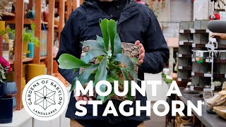 How to Mount a Staghorn Fern | Gardens of Babylon