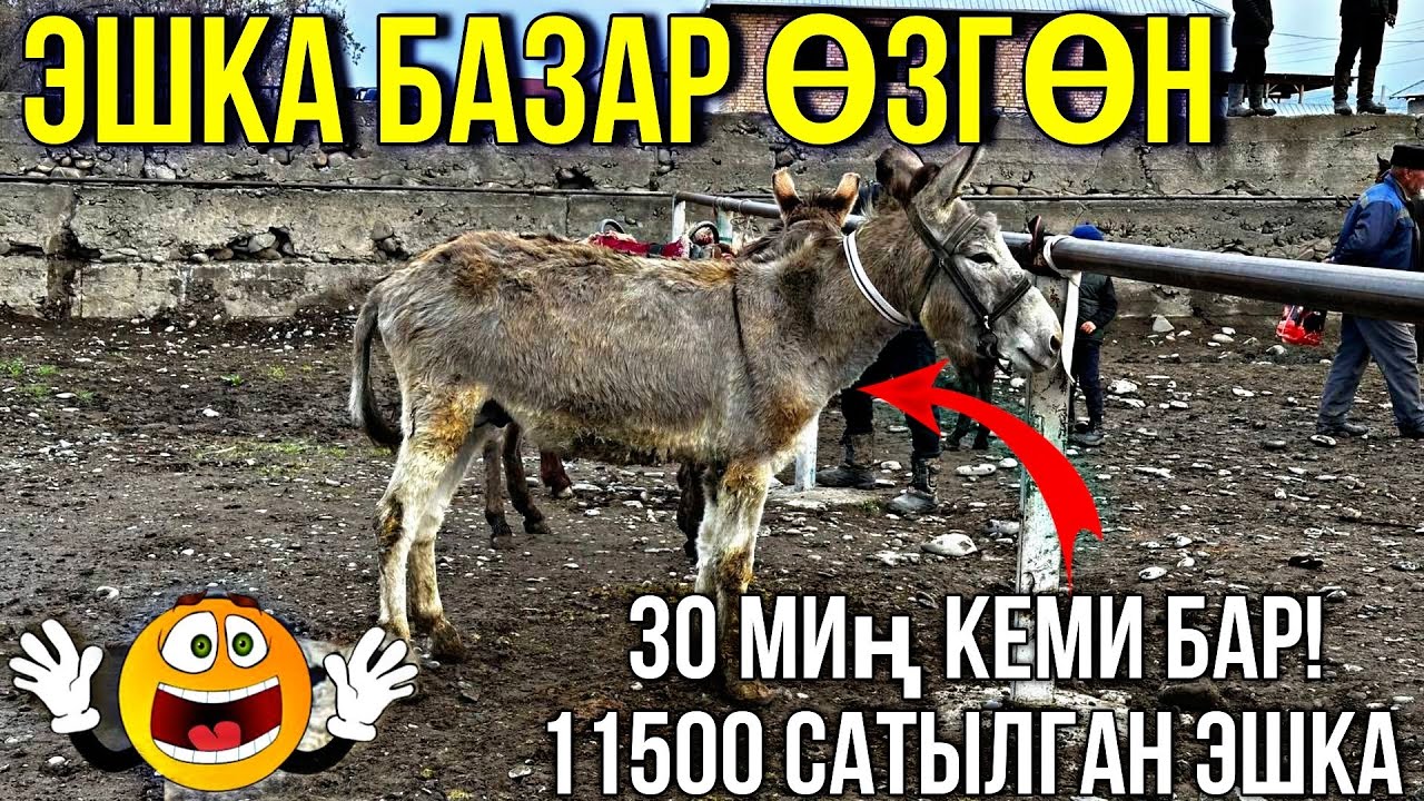 ЭШКАЛАР УШУНДАЙ БОЛДУ| НАК БЕРИП ЖАТАМ БЕРИН АКА #байтв
