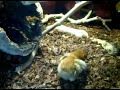 MY 09 Kahl albino Colombian boa EATS FIRST CHICK......