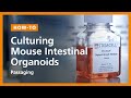 How to Culture Mouse Intestinal Organoids: Passaging