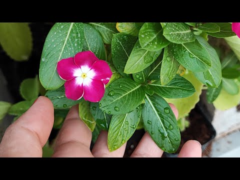 طريقة زراعة ورد الونكا من البذور واسرار رعاية الونكا في كل فصول السنه