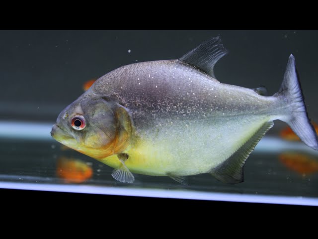 Keep Big Piranha - YouTube