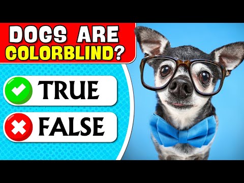 True or False General Knowledge Quiz Questions and Answers