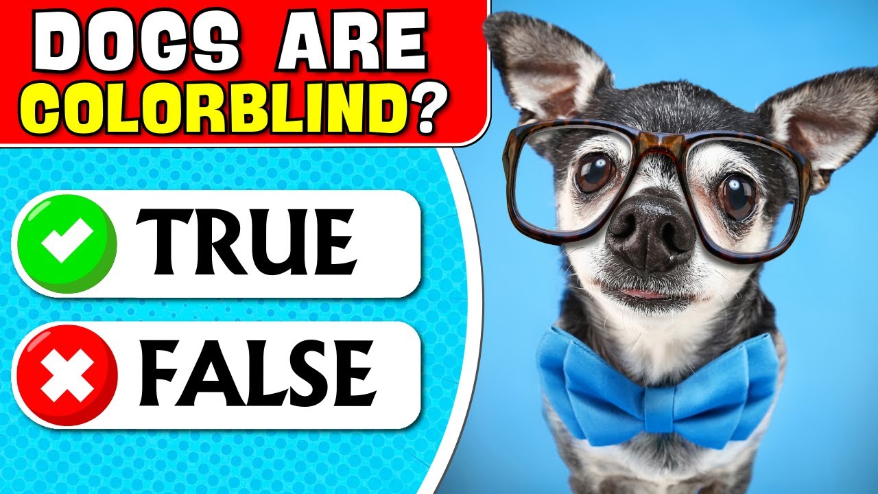 True or False General Knowledge Quiz 😏✅❌ | Questions and Answers